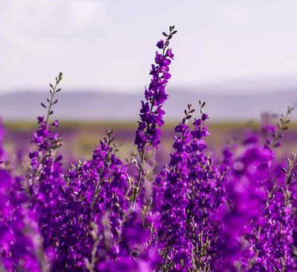flores de lavanda